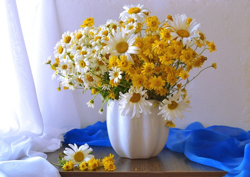 Daisies in a Vase — White, Serene, Afternoon, Photograph, Curtain