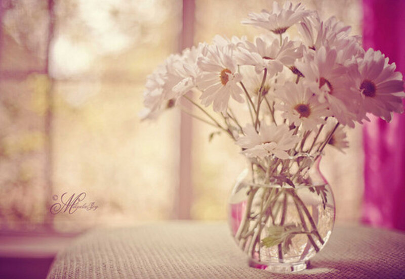 Daisies in a Vase — White, Serene, Afternoon