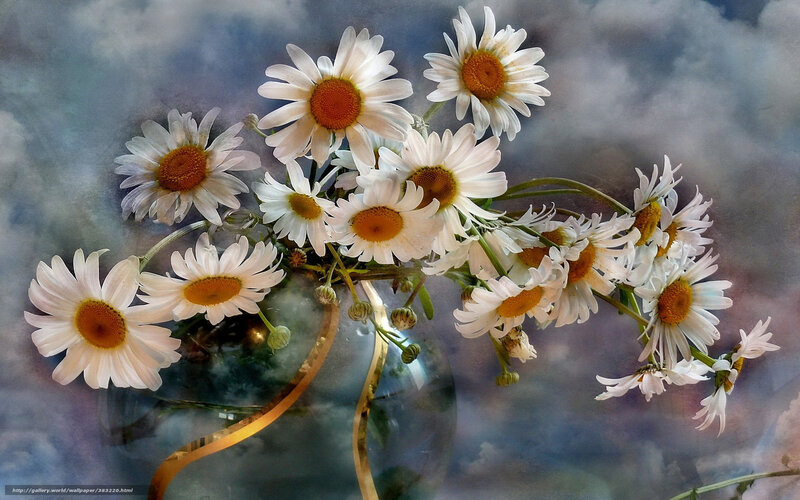 Daisies in a Vase — White, Serene, Digital Art, Clouds