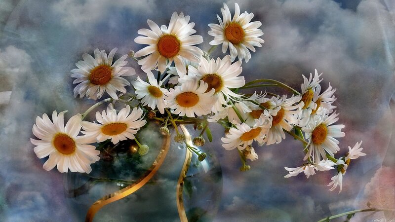 Daisies in a Vase — White, Serene, Digital Art, Flowers, Ribbon