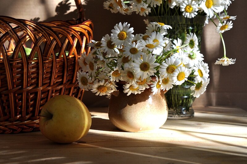 Daisies in a Vase — White, Serene, Morning, Photograph, Basket