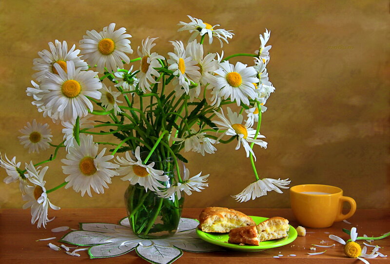 Daisies in a Vase — White, Serene, Morning, Photograph, Cup