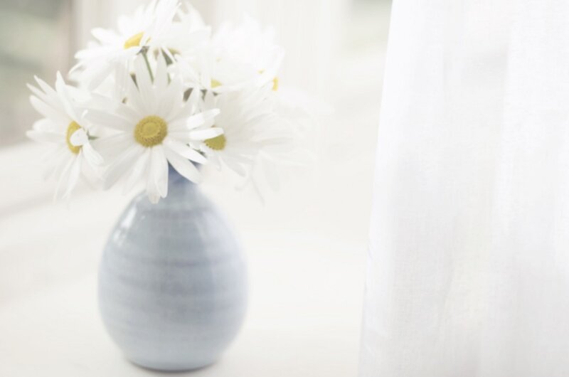 Daisies in a Vase — White, Serene, Morning, Photograph, Curtain