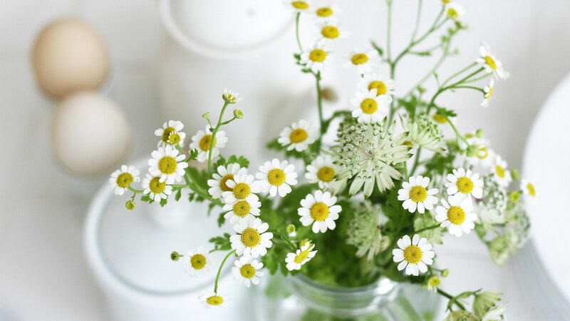 Daisies in a Vase — White, Serene, Morning, Photograph, Eggs, Flowers