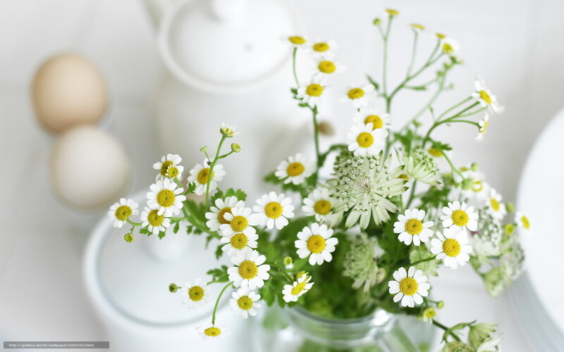 Daisies in a Vase — White, Serene, Morning, Photograph, Eggs, Teapot