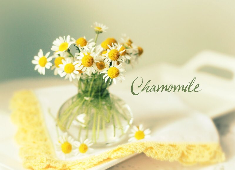 Daisies in a Vase — White, Serene, Morning, Photograph, Napkin
