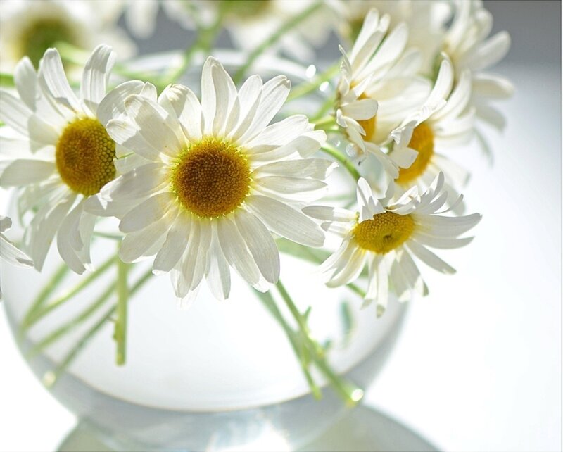 Daisies in a Vase — White, Serene, Morning, Photograph, Stems