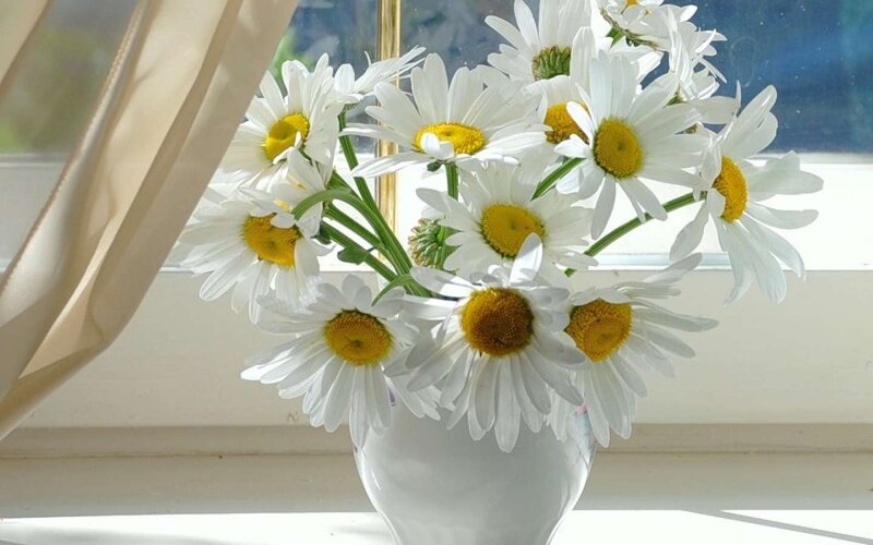 Daisies in a Vase — White, Serene, Morning, Photograph, Window, Curtain