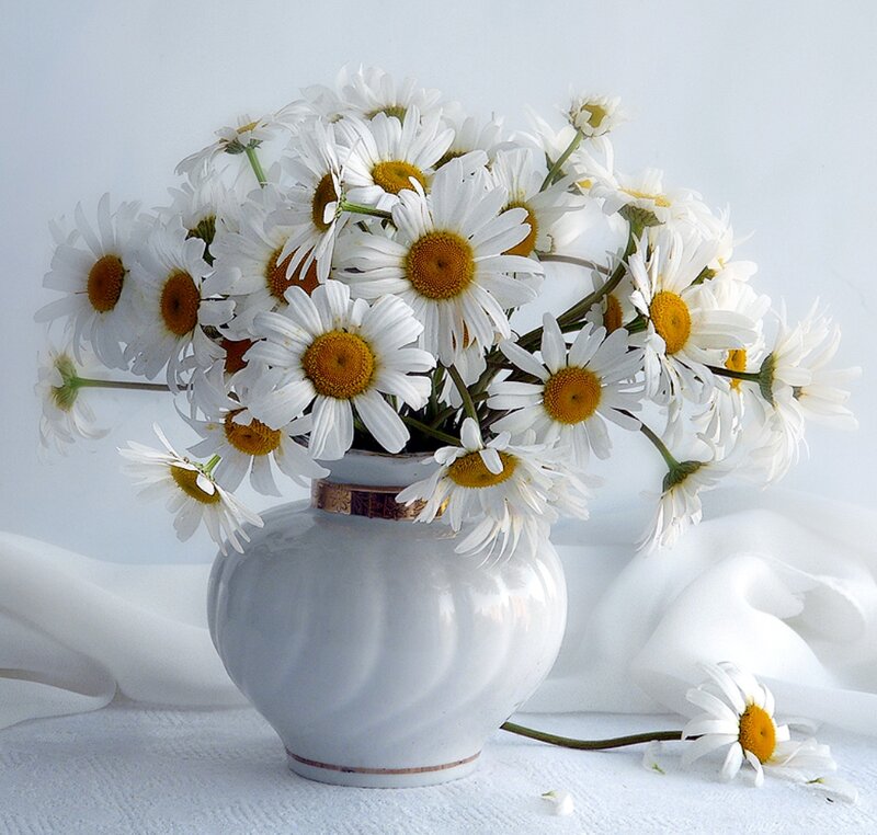 Daisies in a Vase — White, Serene, Photograph, Cloth, Flower