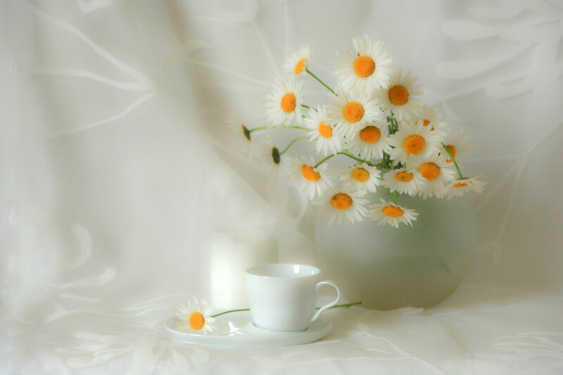 Daisies in a Vase — White, Serene, Photograph, Cup