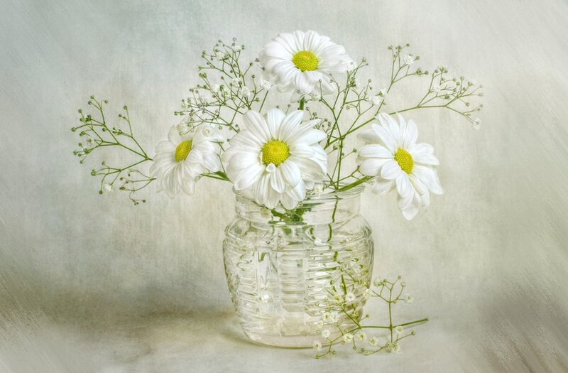 Daisies in a Vase — White, Serene, Photograph, Flowers, Baby's Breath