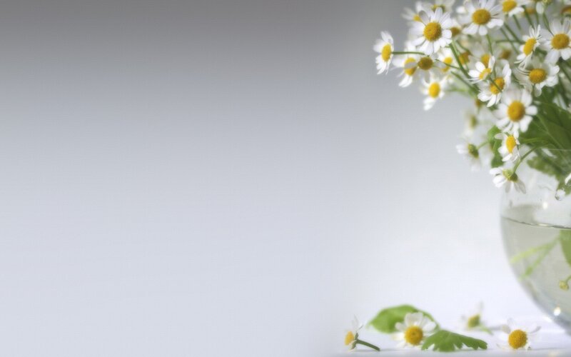 Daisies in a Vase — White, Serene, Photograph, Flowers, Leaves