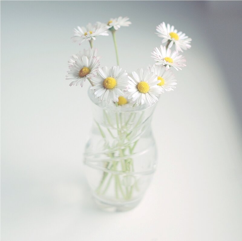 Daisies in a Vase — White, Serene, Photograph, Flowers, Stem