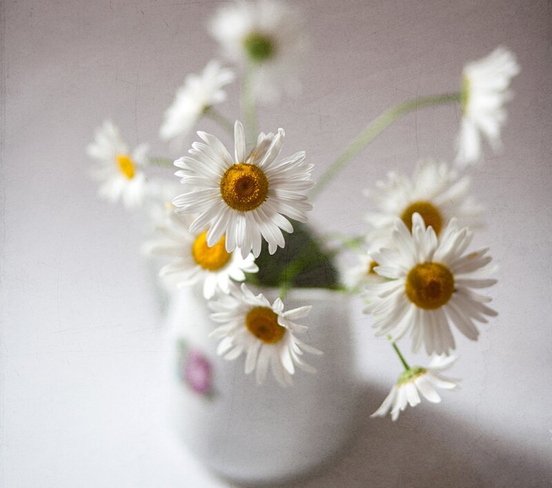 Daisies in a Vase — White, Serene, Photograph, Flowers, Stems