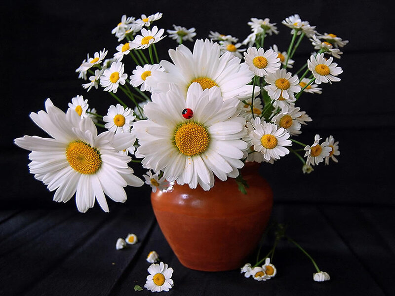 Daisies in a Vase — White, Serene, Photograph, Ladybug
