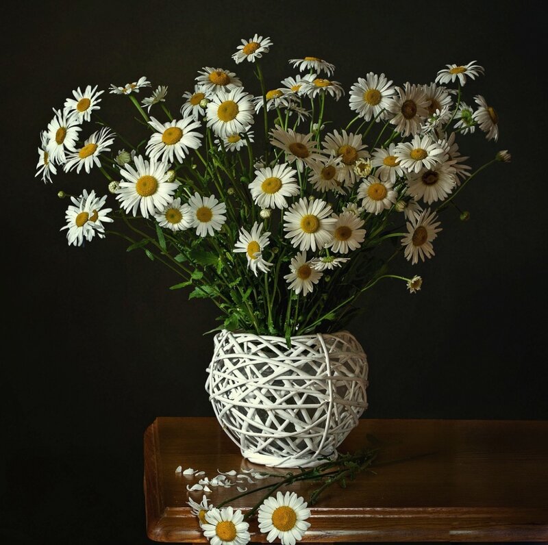 Daisies in a Vase — White, Serene, Photograph, Table, Petals