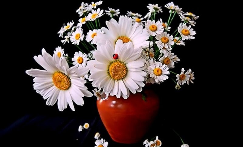 Daisies in a Vase — White, Serene, Photograph