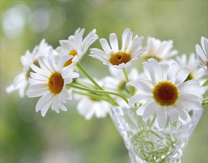 Daisies in a Vase — White, Serene, Spring, Photograph