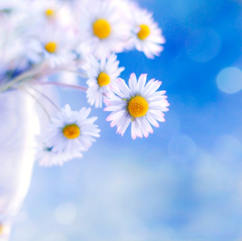 Daisies in a Vase — White, Serene, Spring
