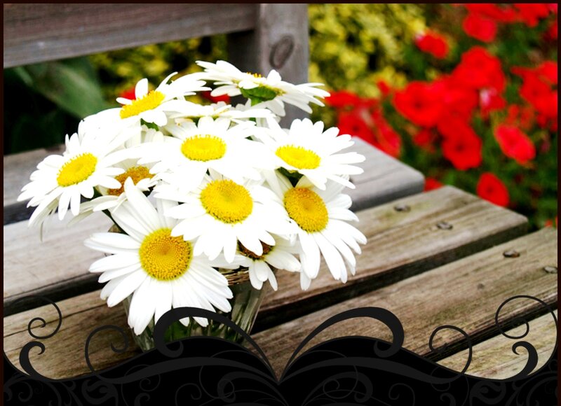 Daisies in a Vase — White, Serene, Summer, Photograph