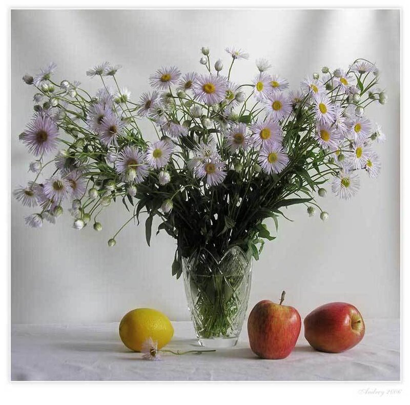 Daisies in a Vase — White, Serene