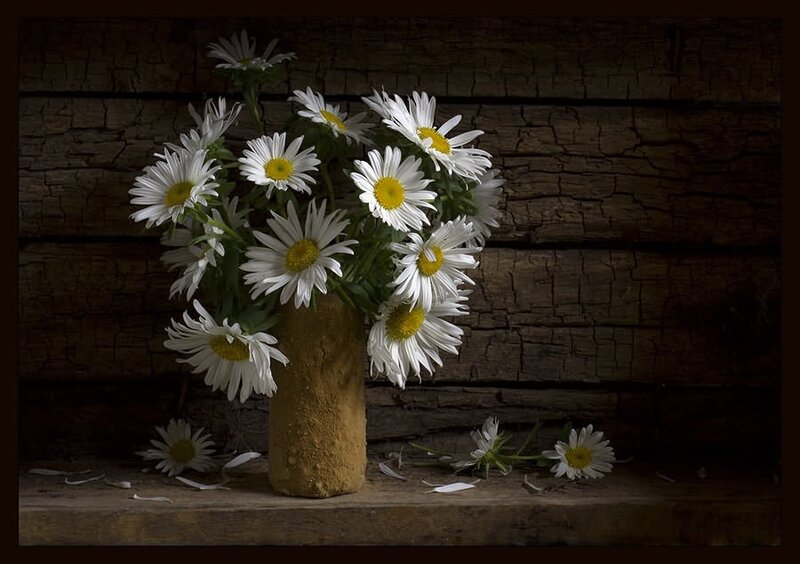 Daisies in a Vase — White