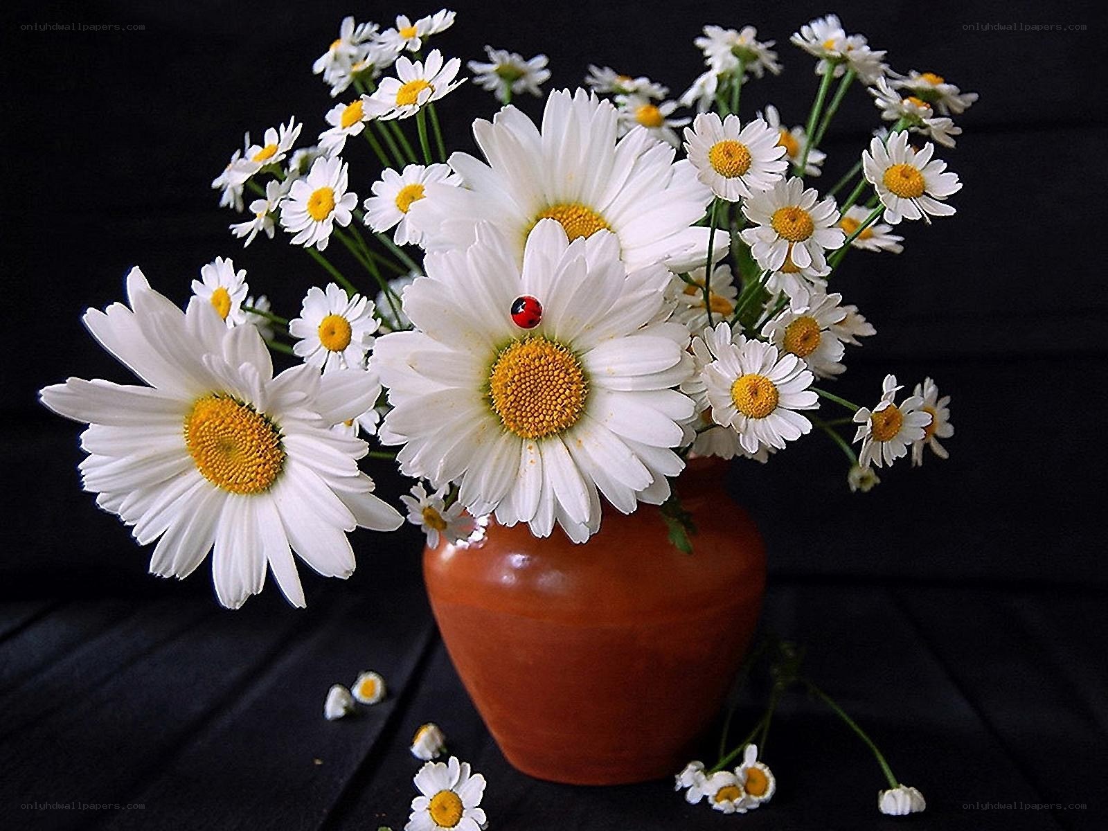 Daisies in a vase with ladybug