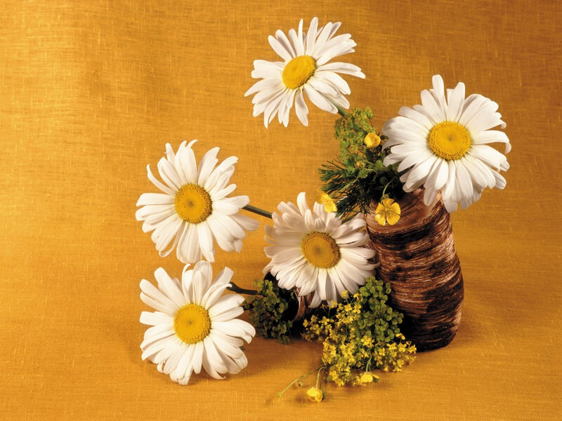 Daisies in a Vase — Yellow, Calm