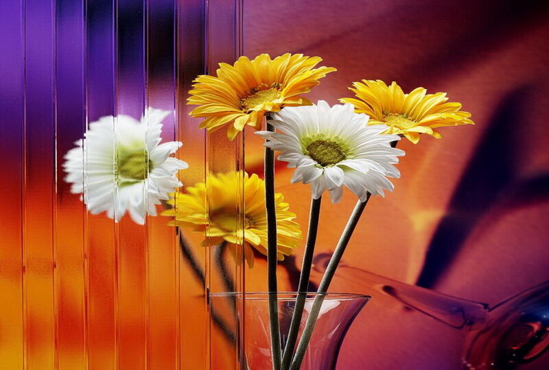 Daisies in a Vase — Yellow