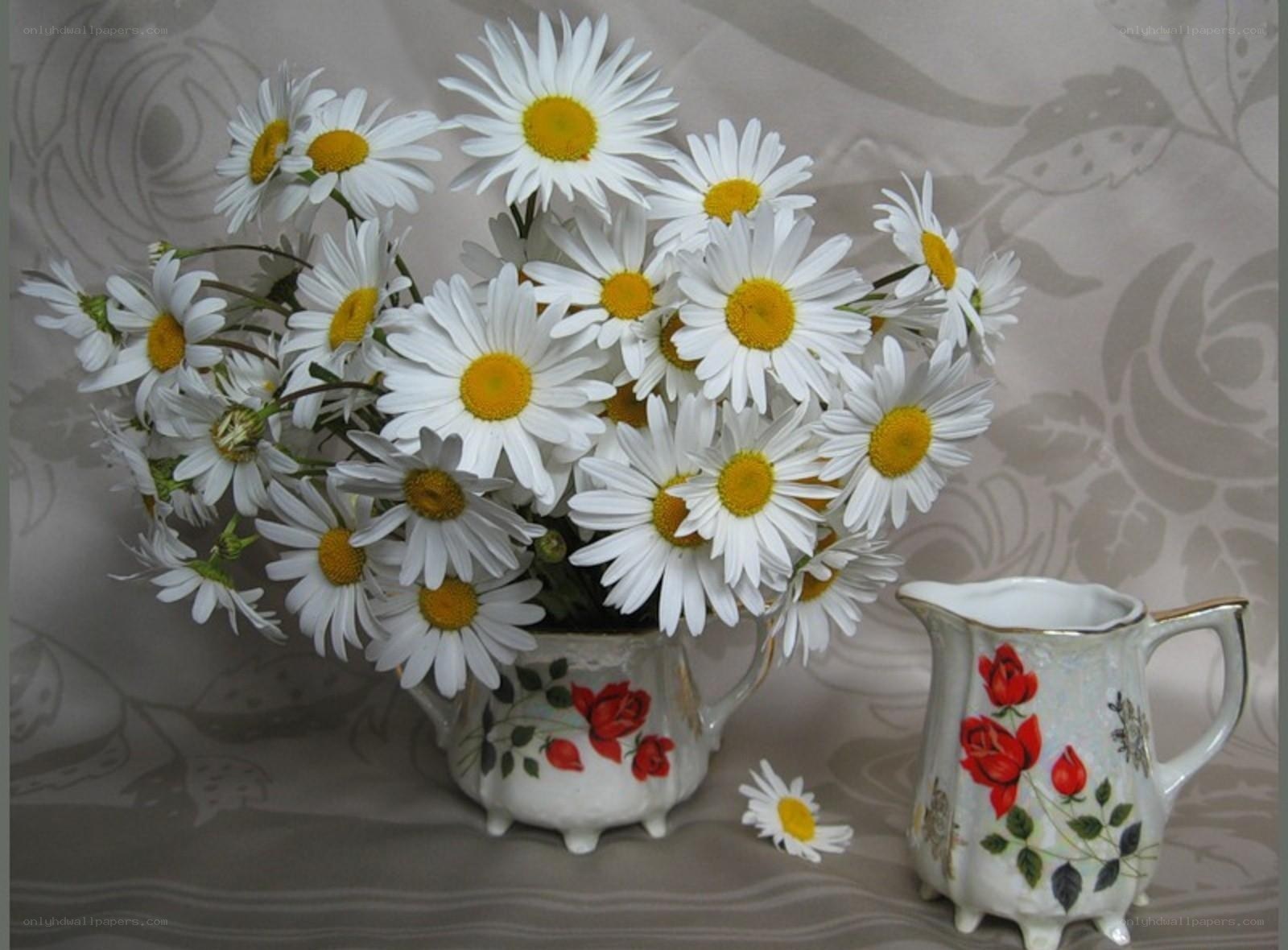Daisies in a vase