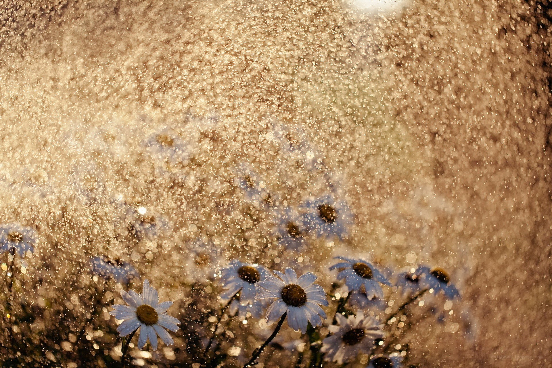 daisies in a water spray