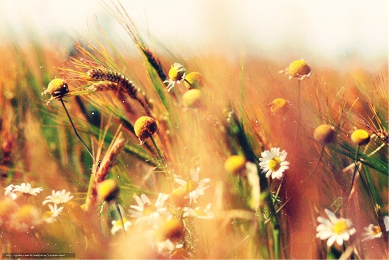 Daisies in a Wheat Field — Yellow, Serene