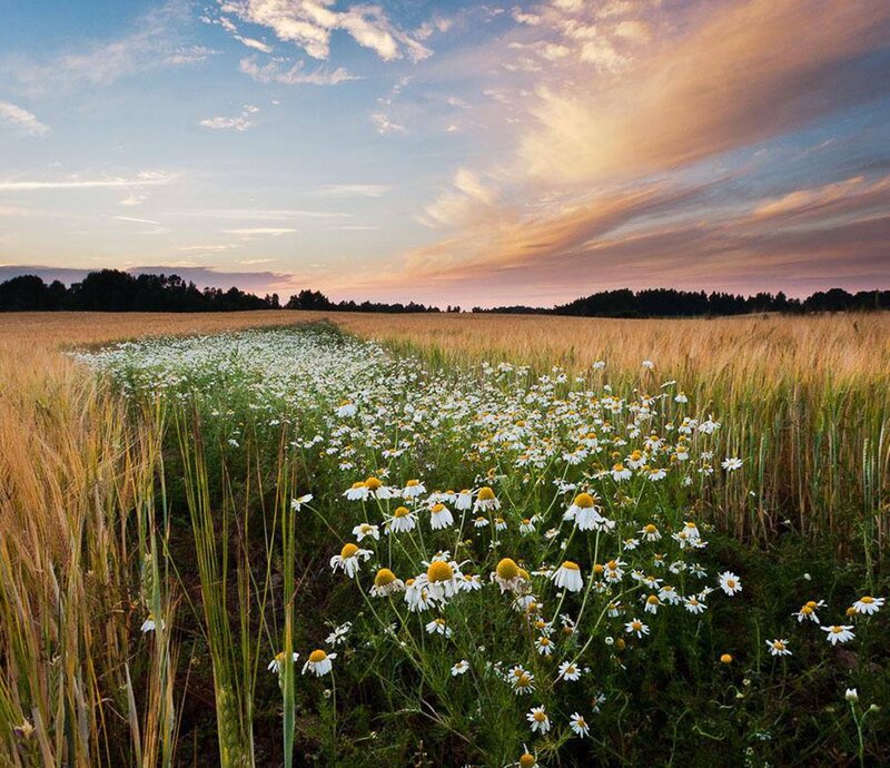 Daisies in a Wheat Field — Yellow