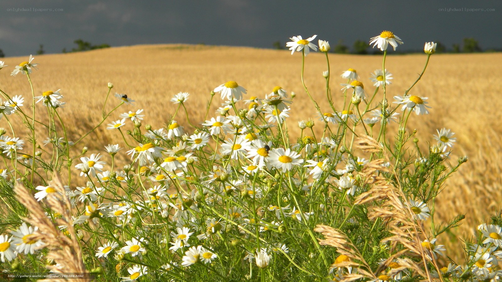 Daisies in a wheat field