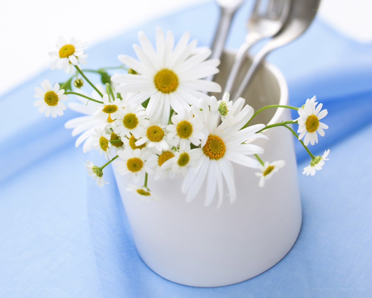 Daisies in a white cup