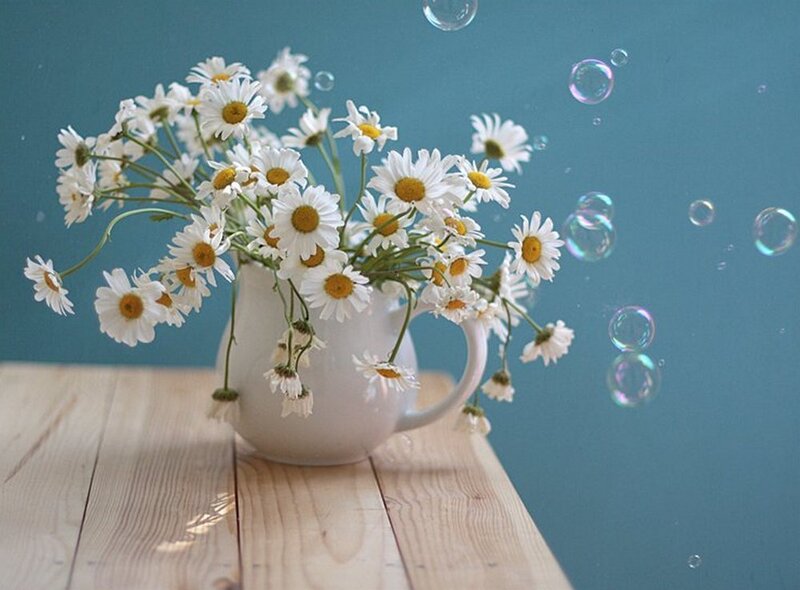 Daisies in a White Pitcher
