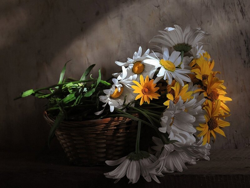 daisies in a wicker basket