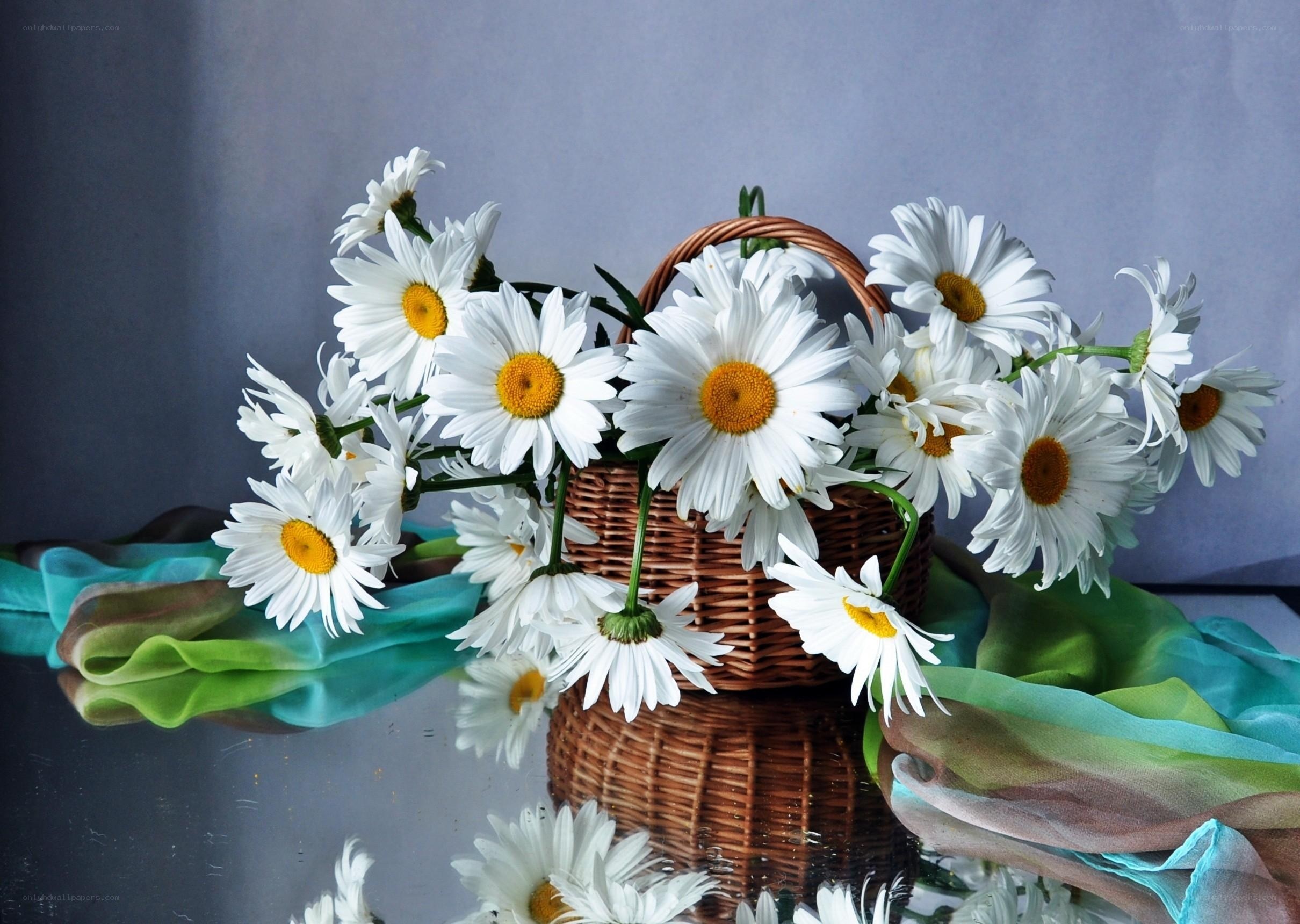 Daisies in a wicker basket
