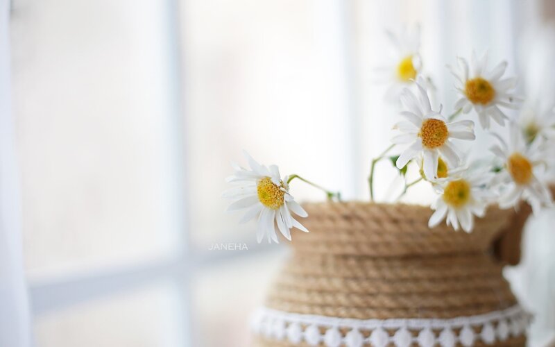 Daisies in a Woven Basket — White
