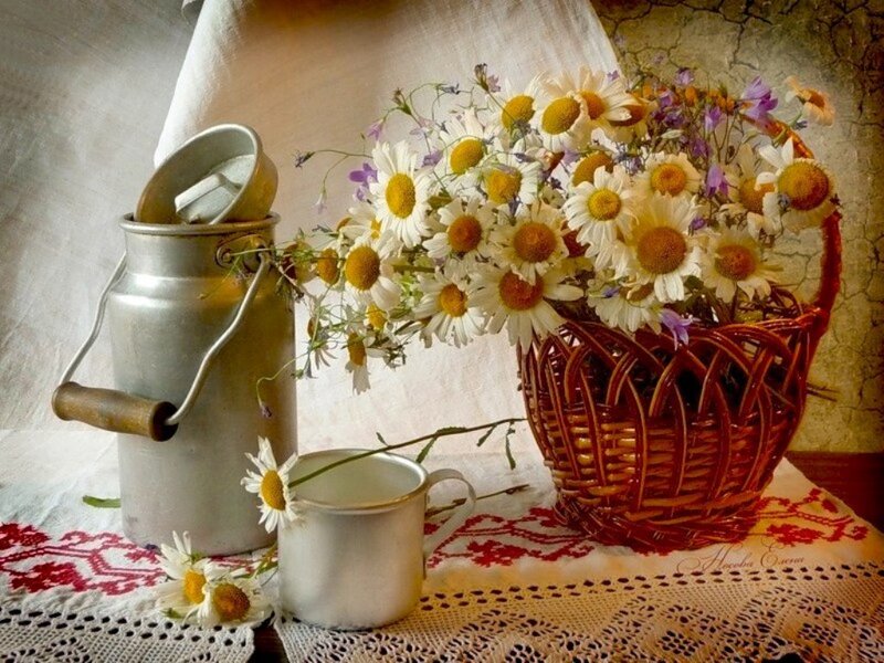 Daisies in Basket — White, Serene