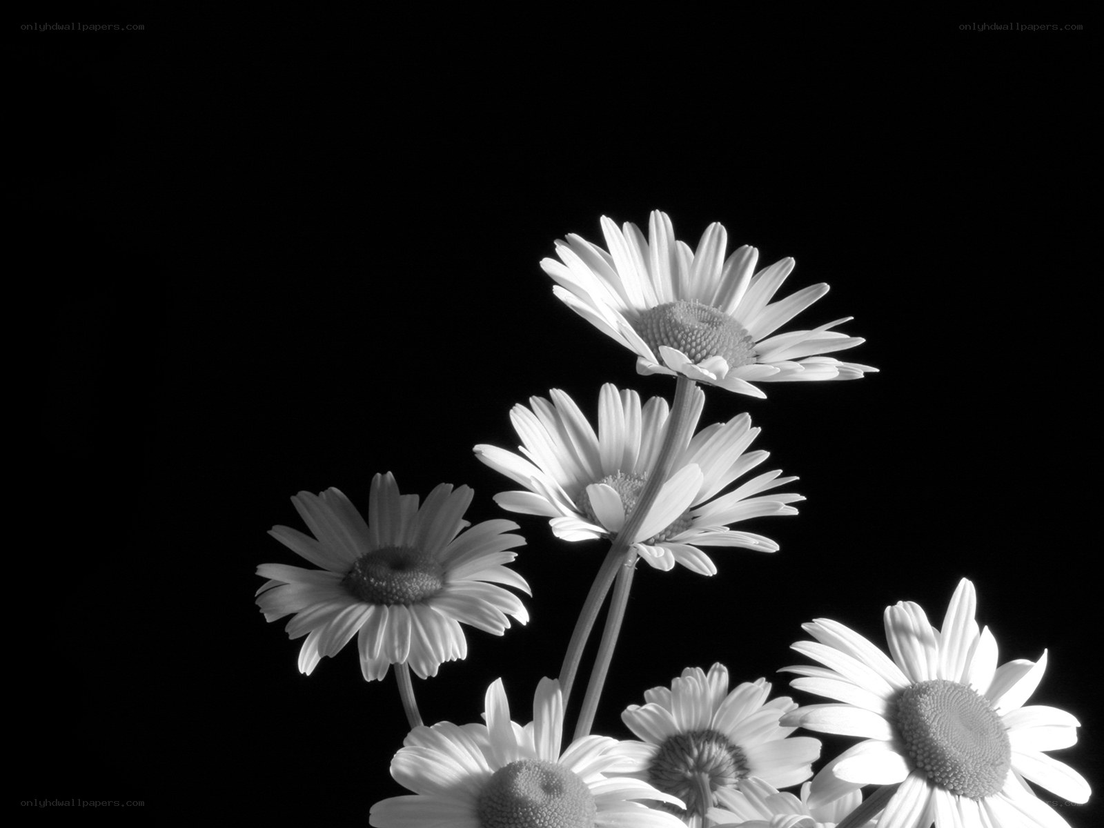 daisies in black and white