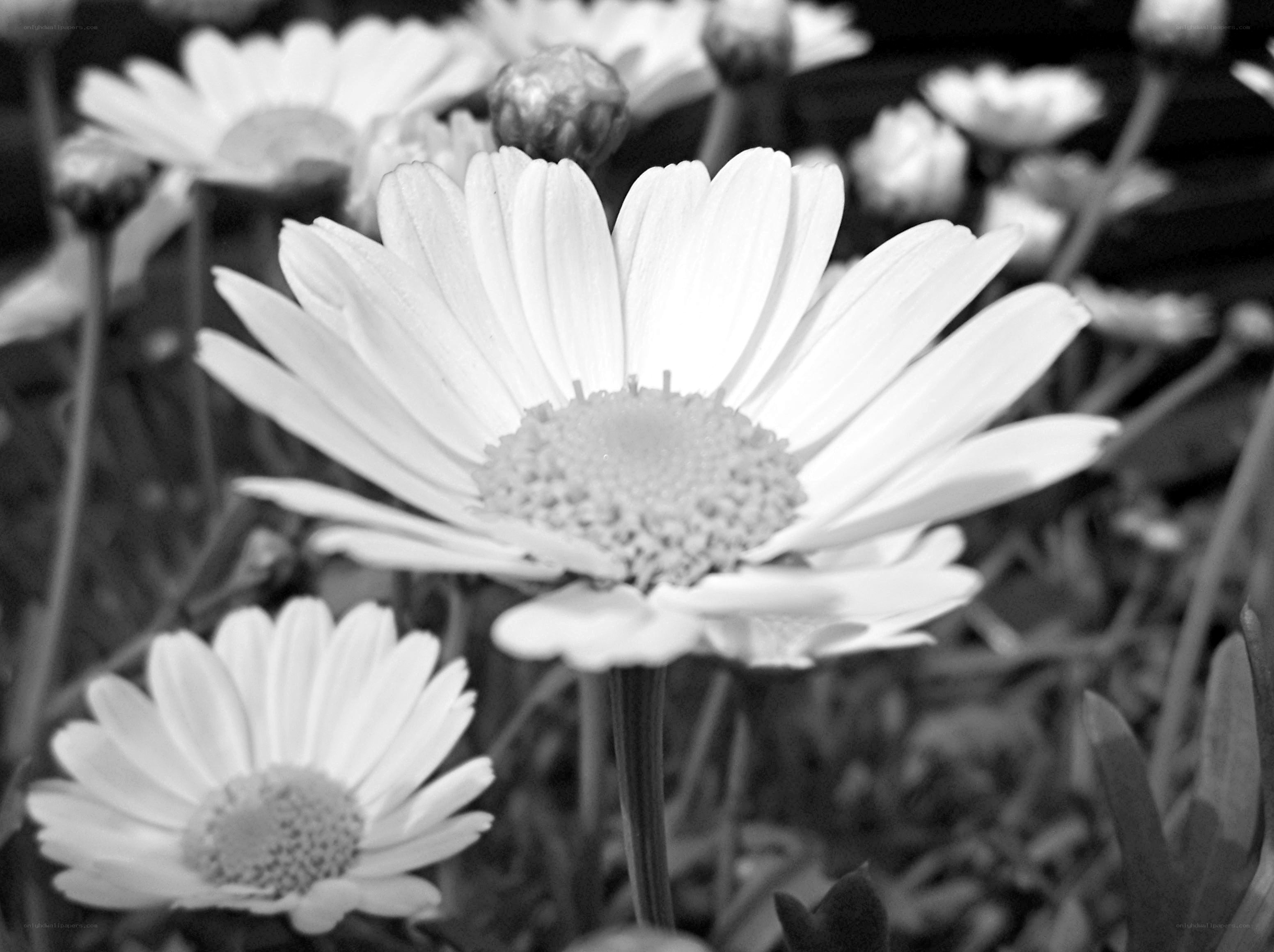 Daisies in Black and White