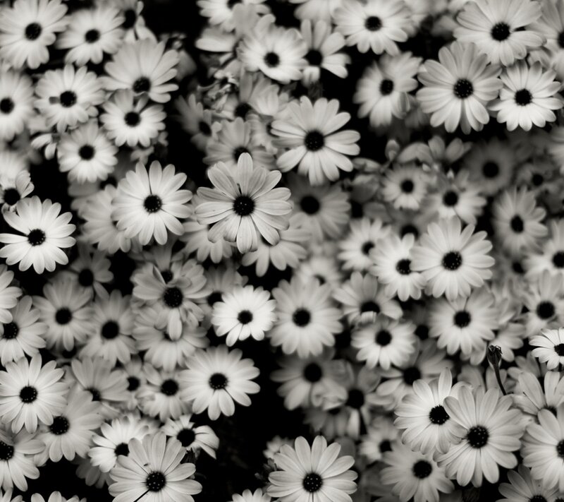 Daisies in Black and White — Calm, Photograph, Flowers, Petals