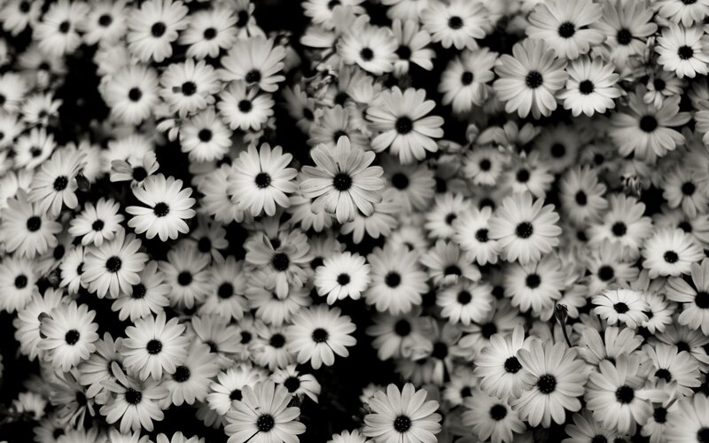 Daisies in Black and White — Calm, Photograph