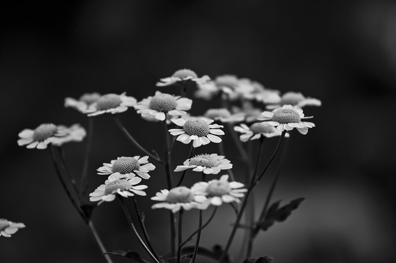 Daisies in Black and White — Calm