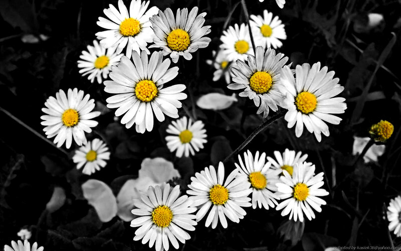 Daisies in Black and White — Serene, Photograph, Flowers, Leaves