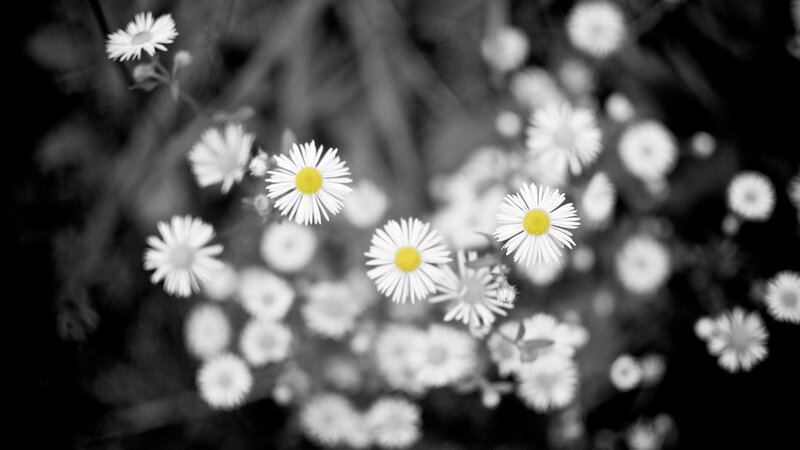 Daisies in Black and White — Serene, Photograph, Flowers, Yellow Centers