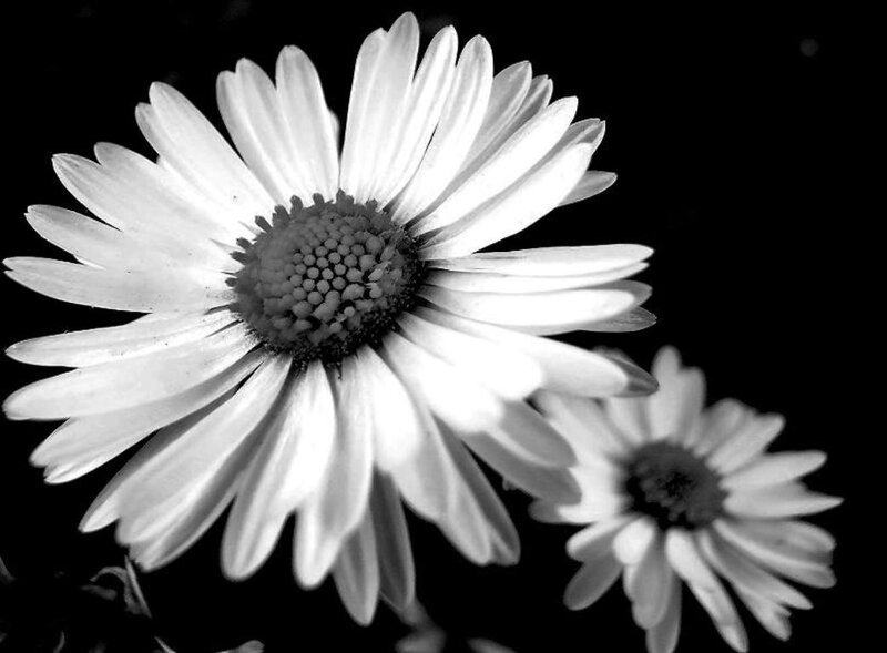 Daisies in Black and White — Serene, Photograph