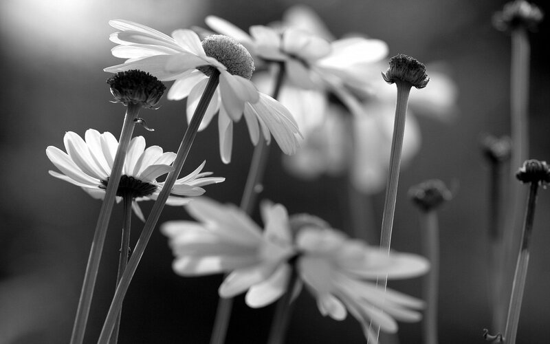 Daisies in Black and White — Serene