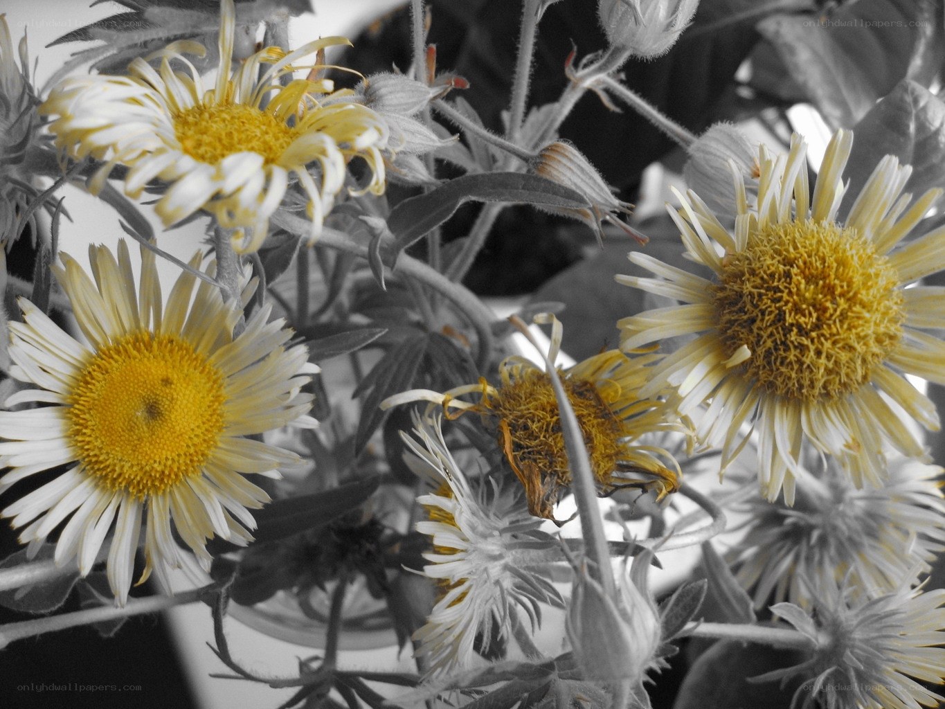 Daisies in black and white